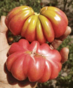 Semilla Tomate Ezarte