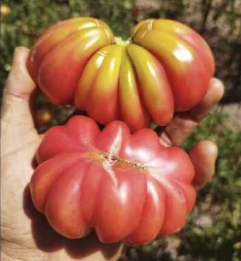 Semilla Tomate Ezarte Semilla Tomate Ezarte