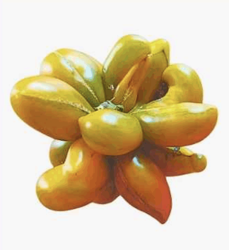 El Fascinante Mundo del Tomate Semilla Tomate Gajo Naranjo