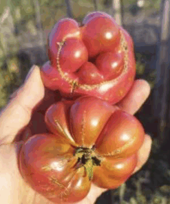 Semilla Tomate Gajo Rojo