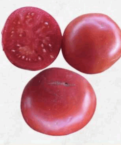 Semilla Tomate Marglobe
