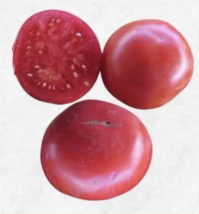 Semilla Tomate Marglobe Semilla Tomate Marglobe