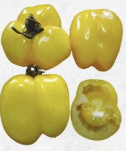 Semilla Tomate Morron Amarillo