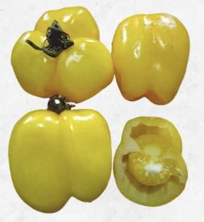 Semilla Tomate Morron Amarillo Semilla Tomate Morron Amarillo