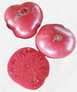 Semilla Tomate Rosa