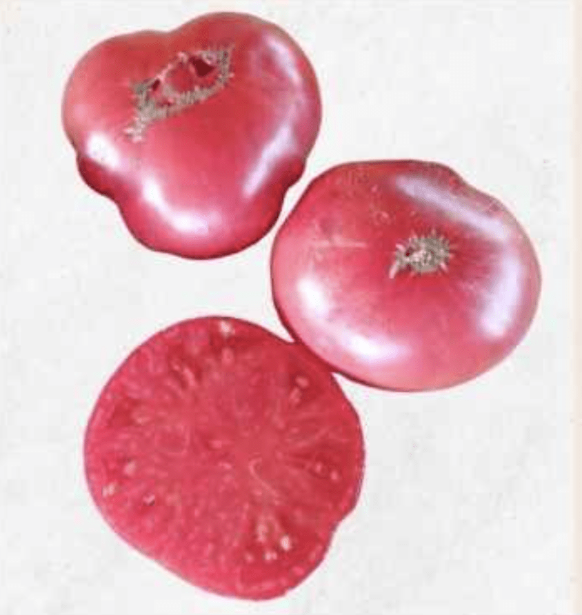 Semilla Tomate Rosa Semilla Tomate Rosa