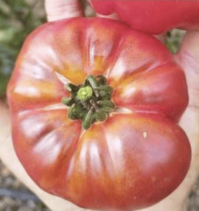 Semilla Tomate Tesoro Rojo Semilla Tomate Tesoro Rojo