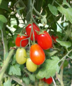 Semilla Tomate Zima Rojo