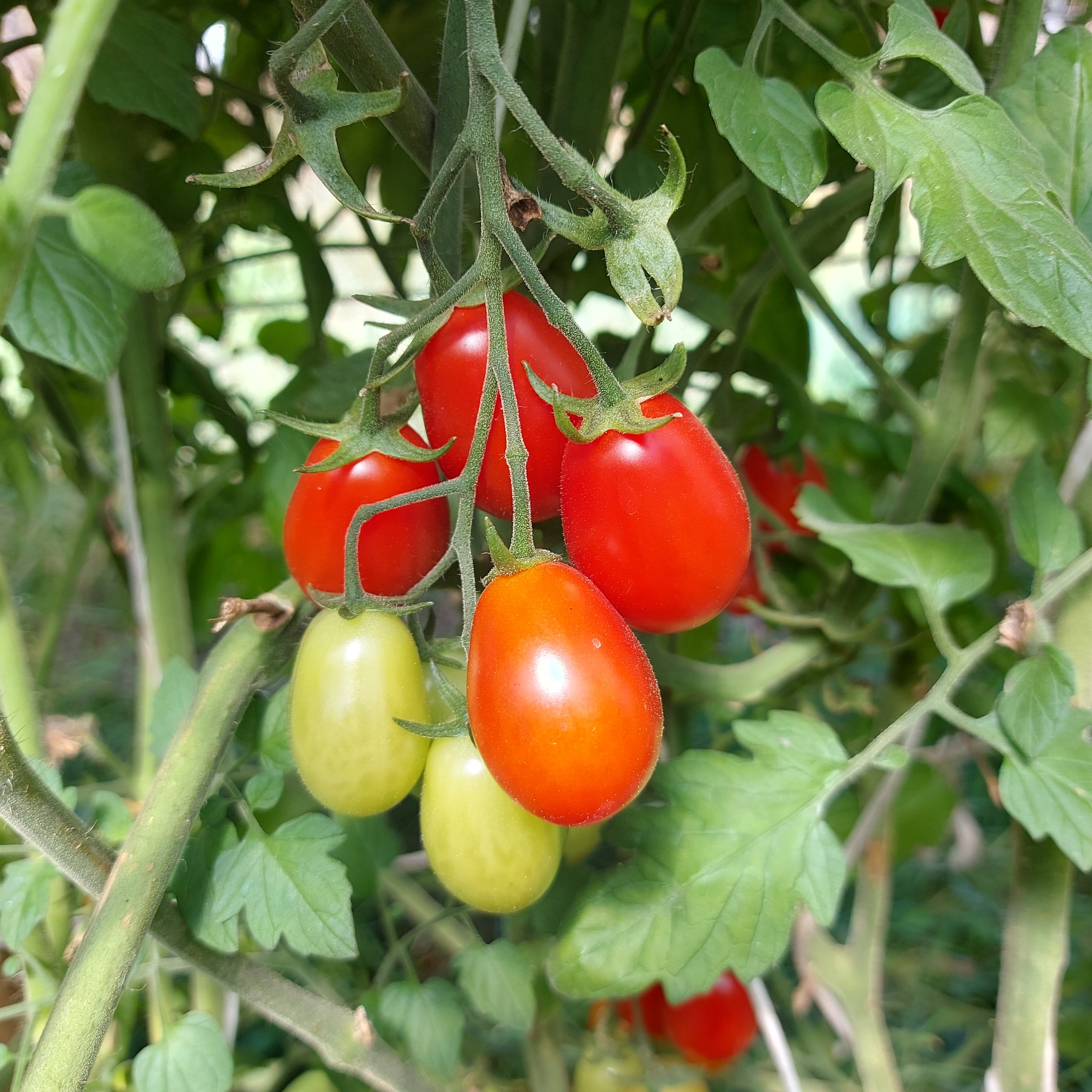 Semilla Tomate Zima Rojo Semilla Tomate Zima Rojo
