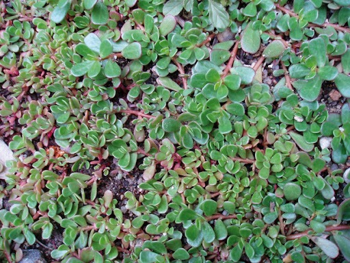 Semilla Verdolaga Semilla Verdolaga