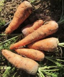 Semilla Zanahoria Atacameña