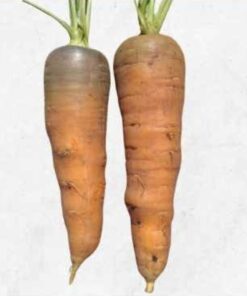 Semilla Zanahoria Camiñana