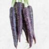 Semilla Zanahoria Morada