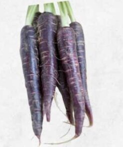 Semilla Zanahoria Morada