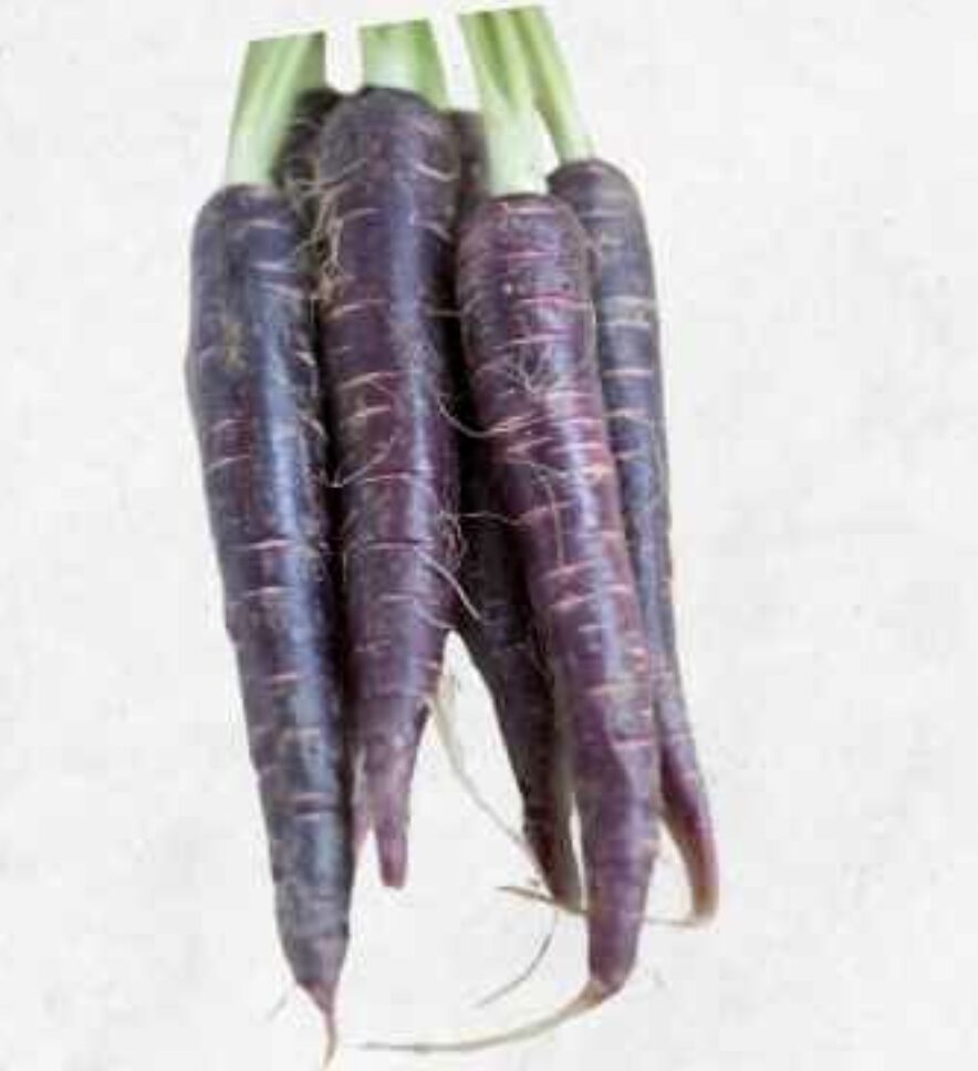 Semilla Zanahoria Morada Semilla Zanahoria Morada