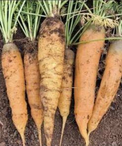 Semilla Zanahoria Nantesa
