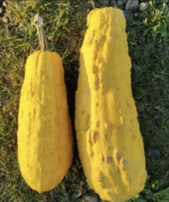 Semilla Zapallo Italiano Amarillo