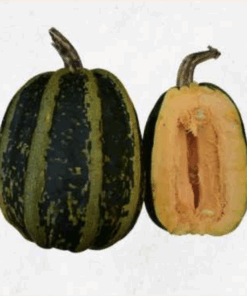 Semilla Zapallo Italiano Angola Verde