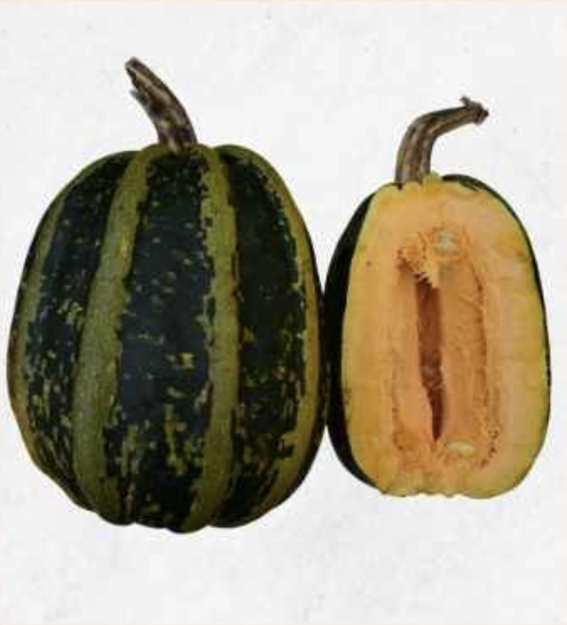 Semilla Zapallo Italiano Angola Verde Semilla Zapallo Italiano Angola Verde