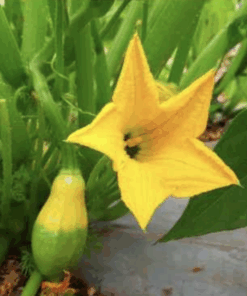 Semilla Zapallo Italiano Bicolor