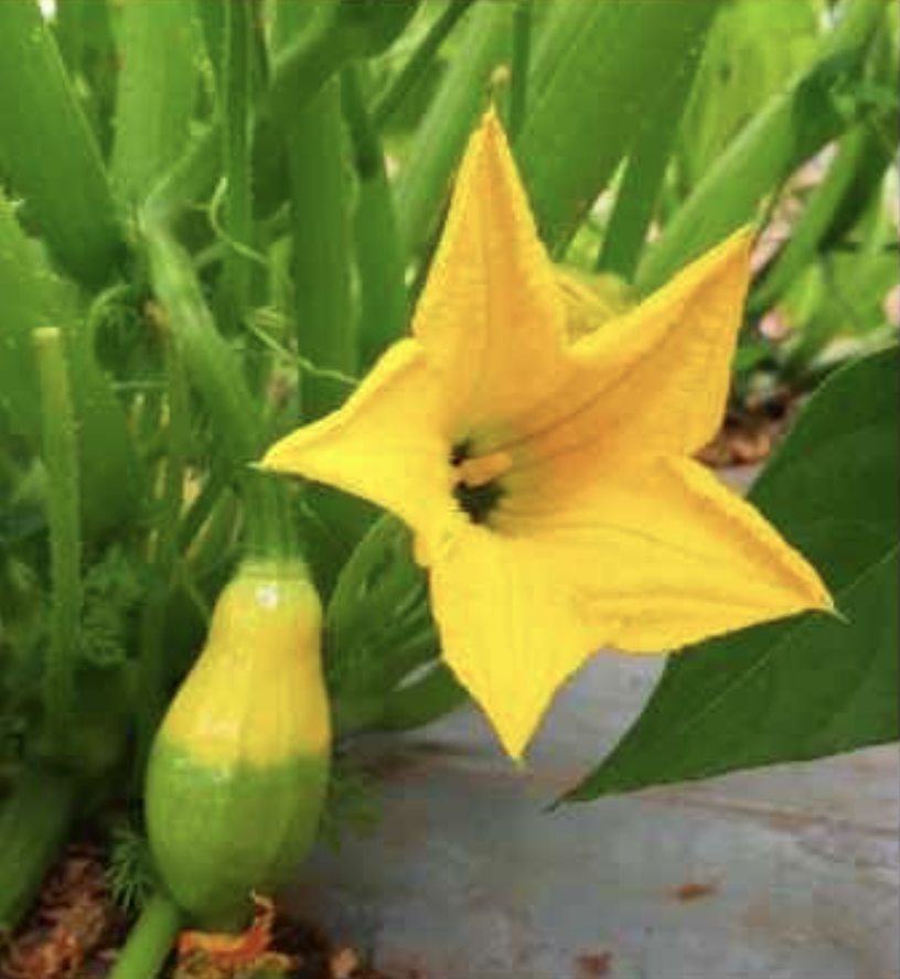 Semilla Zapallo Italiano Bicolor Semilla Zapallo Italiano Bicolor