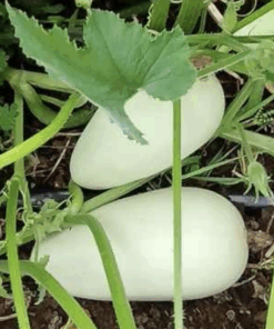 Semilla Zapallo Italiano Gota