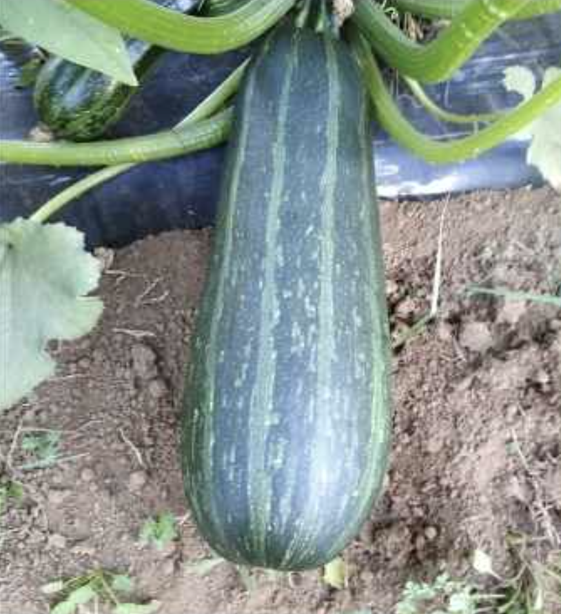 Semilla Zapallo Italiano Negro Semilla Zapallo Italiano Negro