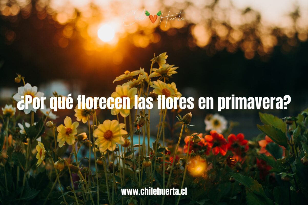 ¿Por qué florecen las flores en primavera? ¿Por que florecen las flores en primavera