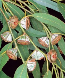 Alternative view of Arbol de Eucalipto