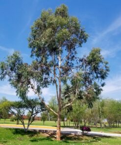 Arbol de Eucalipto