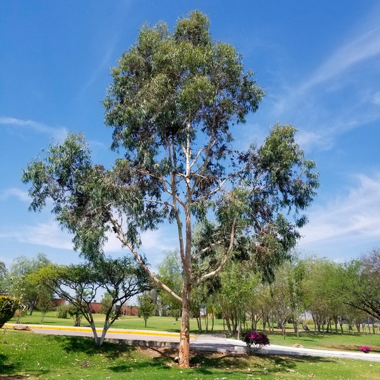 Arbol de Eucalipto Arbol de Eucalipto