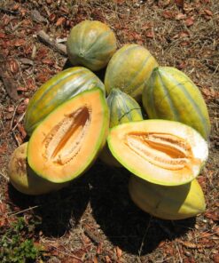Semilla Melon Bidwell Casaba