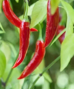 Semilla Pimienta Cayena