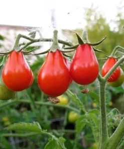 Tomate Cherry Rojo Perita