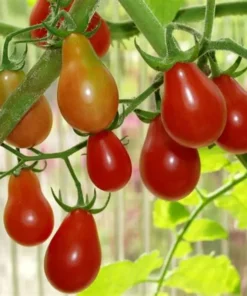 Semilla Tomate Cherry Rojo Perita tomate cherry perita rojo 2