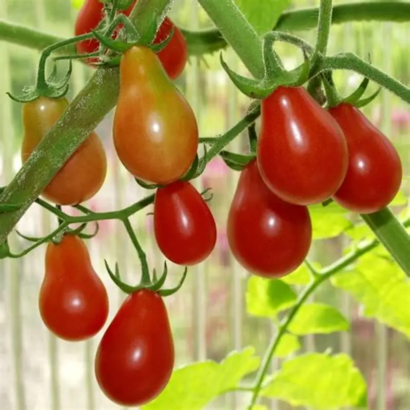 Semilla Tomate Cherry Rojo Perita Semilla Tomate Cherry Rojo Perita - Imagen 2