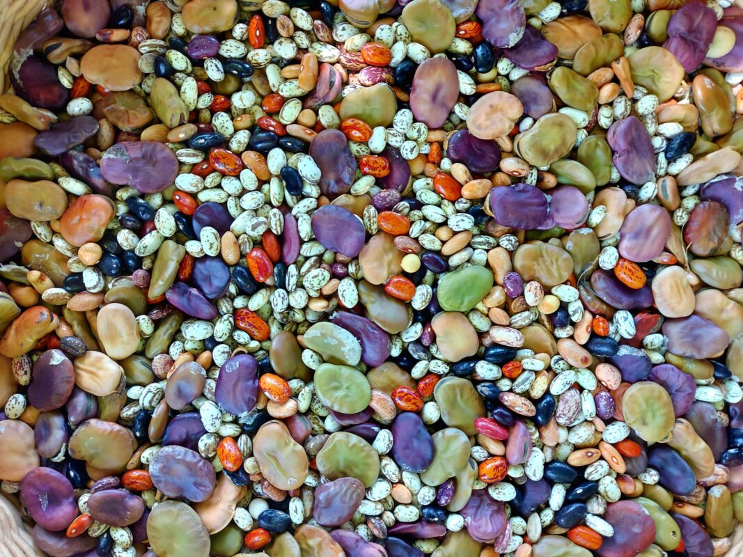 ¿Por qué son tan importantes las semillas orgánicas? Semillas Organicas 2