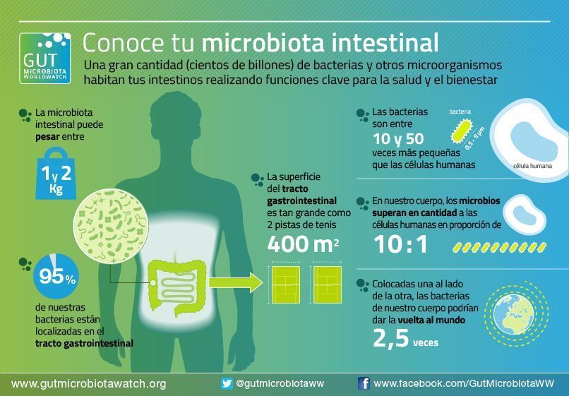 ¿Qué es la microbiota intestinal? El jardín invisible que nutre tu bienestar Infografia microbiota