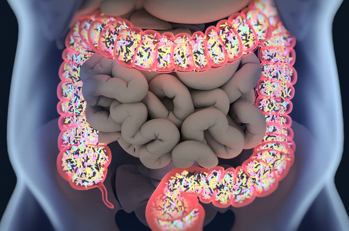 ¿Qué es la microbiota intestinal? El jardín invisible que nutre tu bienestar Microbiota Intestinal 2