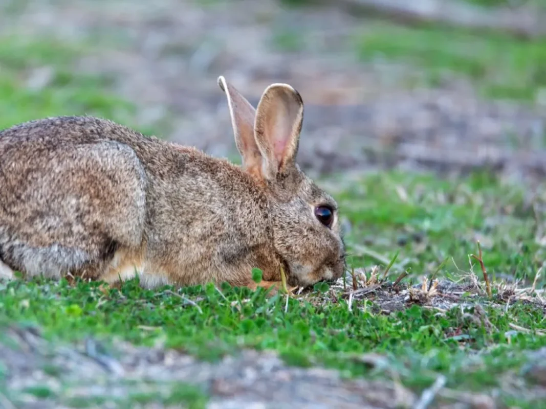 ¿Por qué los conejos se han transformado en plaga? Plaga de Conejos