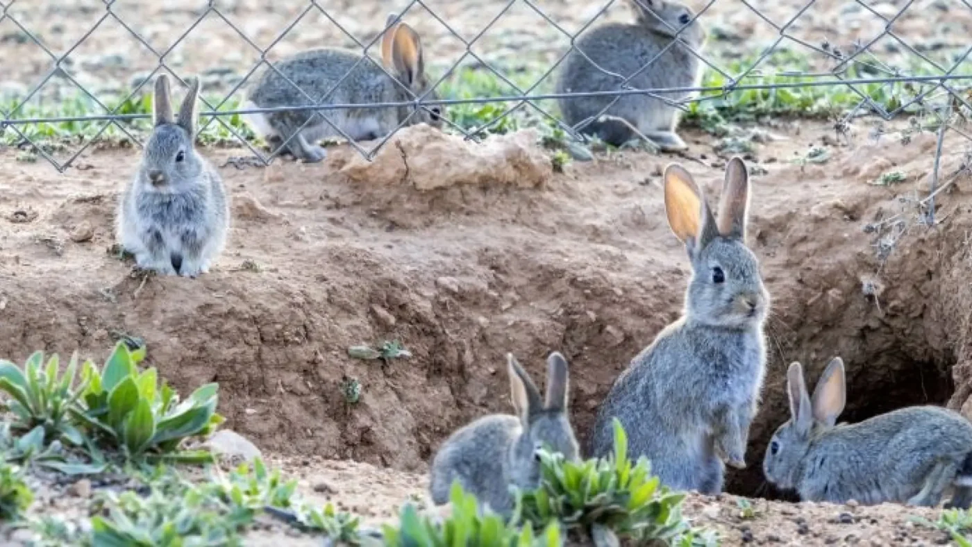 ¿Por qué los conejos se han transformado en plaga? ¿Por qué los conejos se han transformado en plaga?